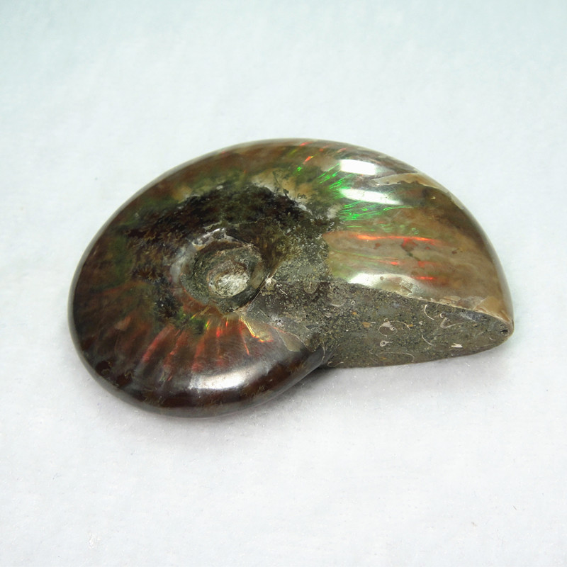抛光斑彩螺 全彩斑彩螺化石手把件 发财螺 菊石 鉴赏收藏 单个