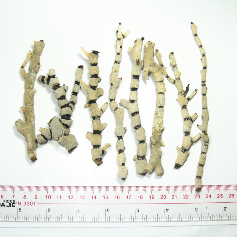 天然海竹摆件 海竹枝标本 海竹化石原料 药材