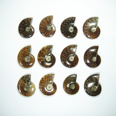 马达加斯加天然螺化石 斑彩螺 菊石 发财螺 玉化螺