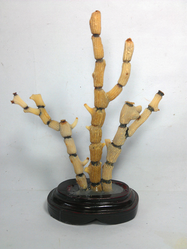 天然海竹摆件 海竹枝标本 海竹原料 海竹药材标本