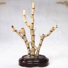 天然海竹摆件 海竹枝标本 海竹原料 海竹药材标本