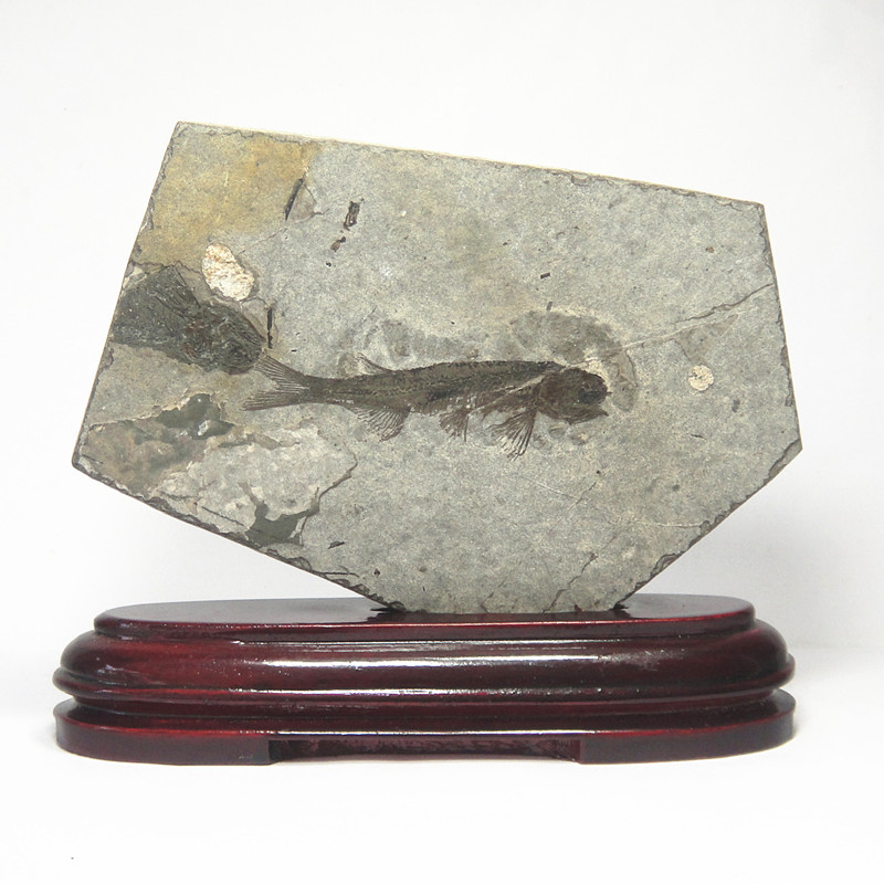 精品天然辽西狼鳍鱼化石摆件0003 古生物化石标本 鉴赏收藏