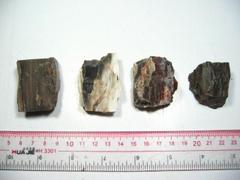 天然硅化木 木化石原料 矿物岩石标本 化石教学标