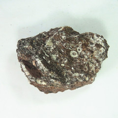 天然海百合茎灰岩 海百合灰岩原料 矿物岩石标本