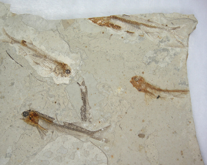 辽西天然群体狼鳍鱼化石 多条鱼化石整块标本 古动物化石收藏