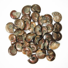 经南京古生物所鉴定此蚌壳名为金花巴非蛤化石。是天然的蚌壳化石。