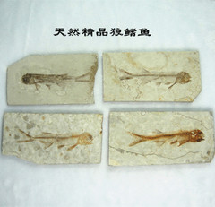精品辽西狼鳍鱼化石 古生物化石标本 清晰完整 收藏 