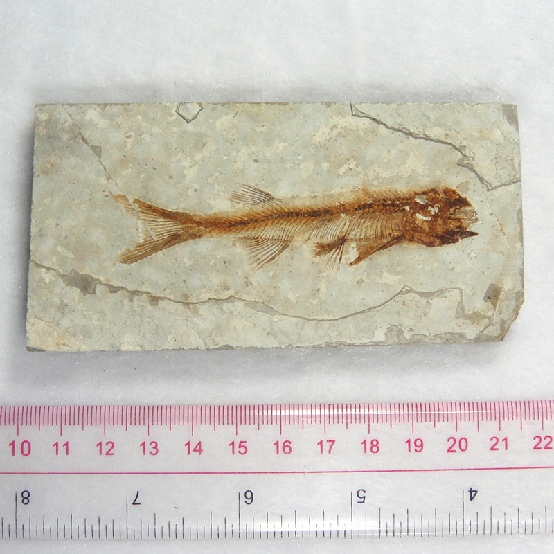 精品辽西狼鳍鱼化石 古生物化石标本 清晰完整 收藏 