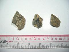 【浩宇石头行】天然扇贝化石标本 古生物化石 收藏价值