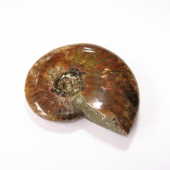抛光斑彩螺 全彩斑彩螺化石手把件 发财螺 菊石 鉴赏收藏
