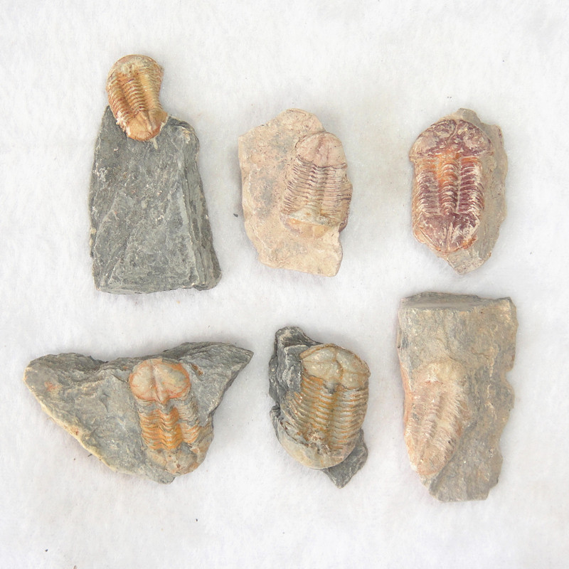 特价沟通虫化石标本 三叶虫沟通虫古生物教学标本