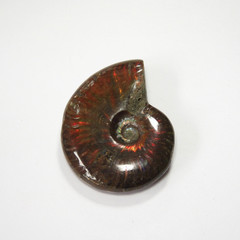 抛光斑彩螺 全彩斑彩螺化石手把件 发财螺 菊石 鉴赏收藏