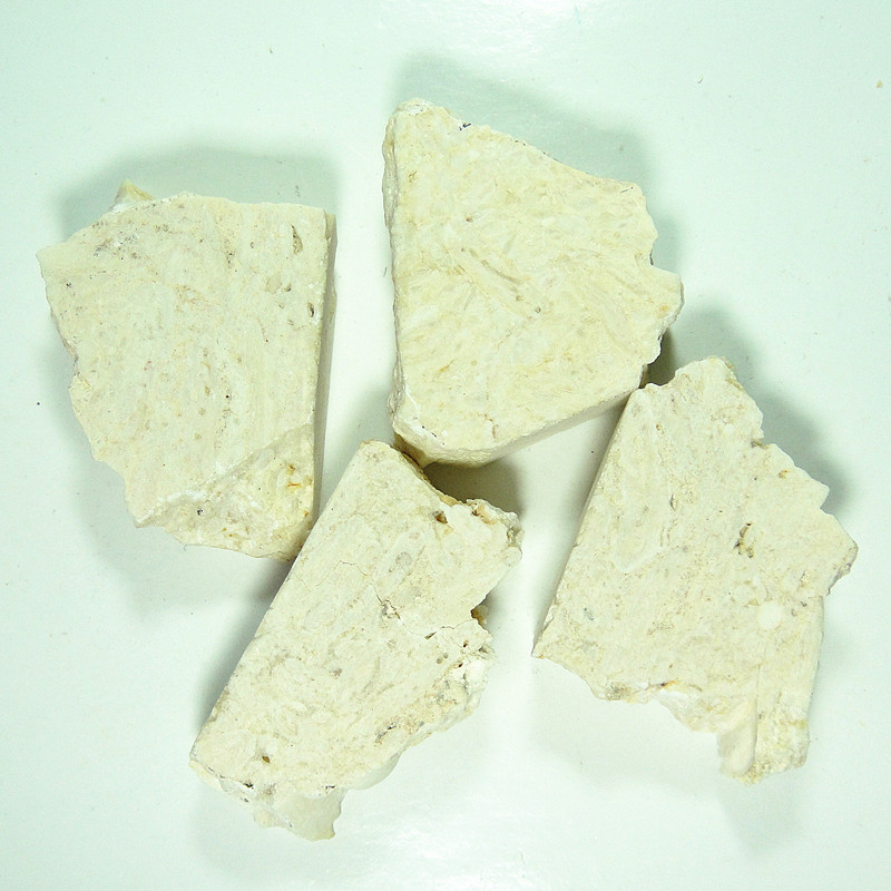 【浩宇石头行】蜓科蜓类化石标本 天然古生物化石标本