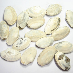 贝壳化石 金花巴非蛤 蚌壳化石 变带蛤化石标本 