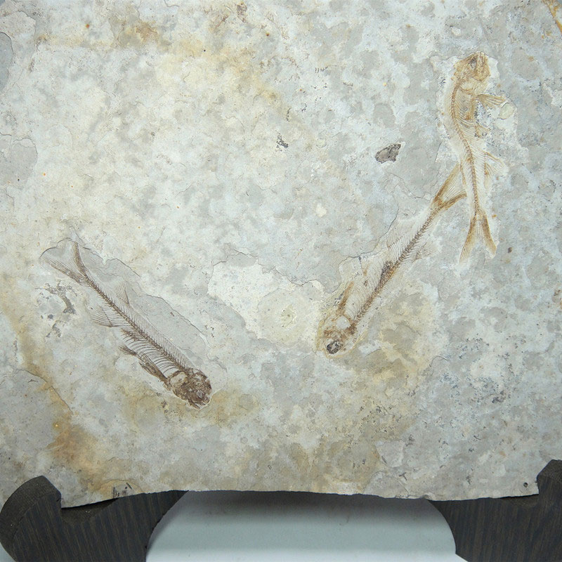 辽西天然狼鳍鱼化石摆件 多条鱼化石标本 精品化石礼物收藏