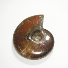 斑彩螺 全彩风水螺化石手把件 发财螺转运螺 菊石 鉴赏收藏