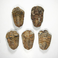 精品天然摩洛哥三叶虫化石 国外化石 化石收藏