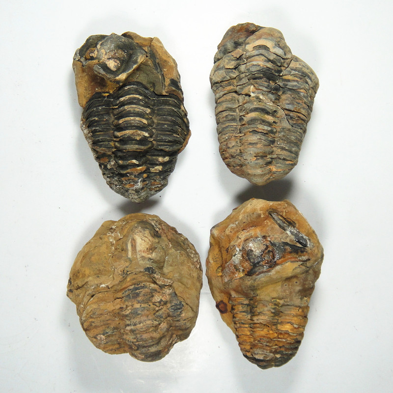 精品天然摩洛哥三叶虫化石 国外化石 化石收藏