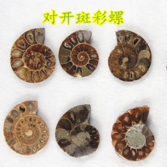 对开抛光斑彩螺化石 天然菊石化石标本 转运螺 不成对