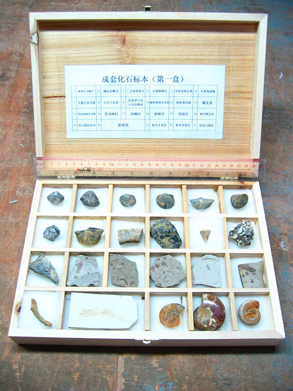 最齐全天然化石标本套装 木盒教学标本 3盒一套