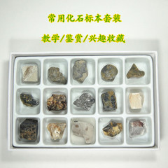 【浩宇石头行】15种化石标本套装 天然古生物化石标本盒