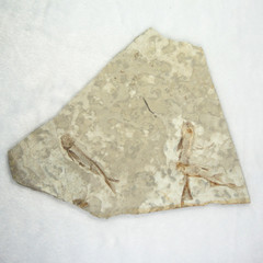 辽西天然群体狼鳍鱼化石 多条鱼化石整块标本 古动物化石收藏品