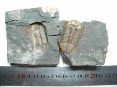 【浩宇石头行】正负模沟通虫化石 正负模三叶虫 古生物化石标本