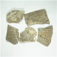 天然辽西植物叶蕨类化石原石单板蕨类化石教学标本具收藏科普价值