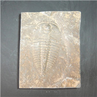 天然王冠三叶虫化石标本　古生物动物化石收藏品