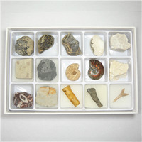 化石标本套装15种天然化石 古生物化石教学标本 盒装成套标本